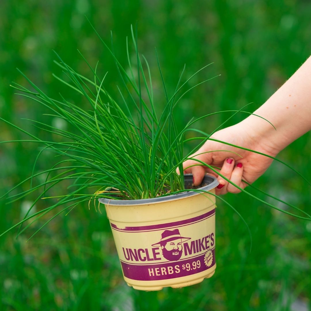 Chives – 6.5″ Pot